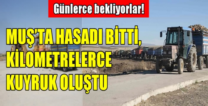 Muş’ta hasadı bitti, kilometrelerce kuyruk oluştu: Günlerce bekliyorlar!