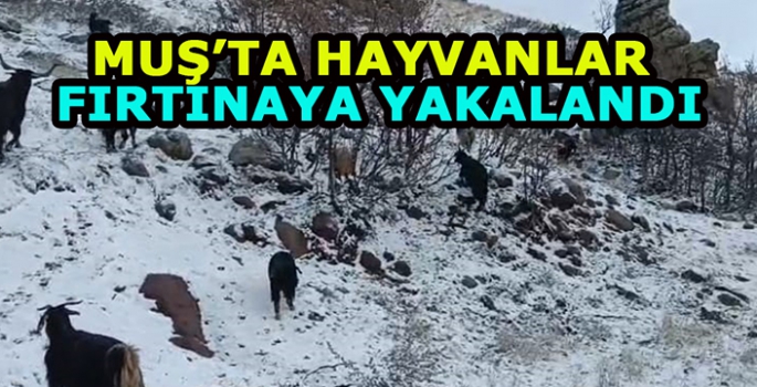 Muş’ta hayvanlar kar ve tipiye yakalandı! Köylüler seferber oldu...