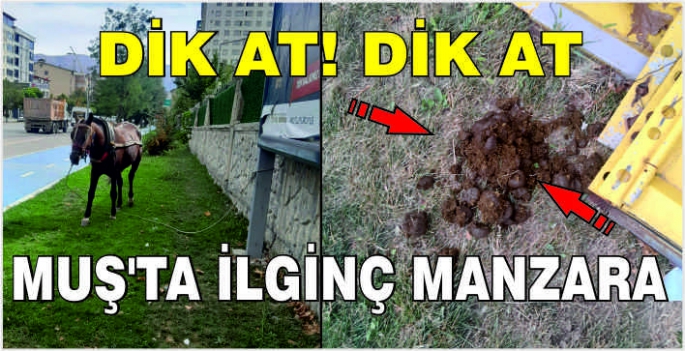 Muş’ta ilginç manzara: Dik At! Dik At