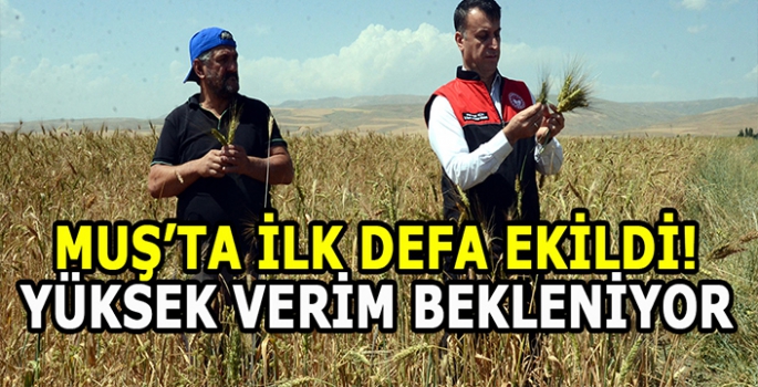 Muş'ta ilk defa ekildi: Yüksek verim bekleniyor!