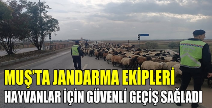 Muş'ta Jandarma ekipleri hayvanlar için güvenli geçiş sağladı