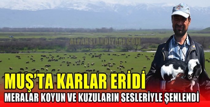 Muş’ta karlar eridi meralar koyun ve kuzuların sesleriyle şenlendi