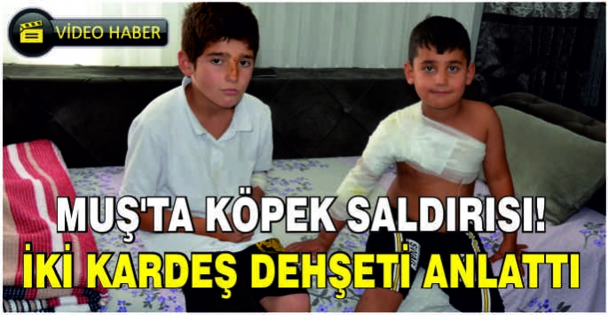 Muş'ta köpek saldırısı! İki kardeş dehşeti anlattı