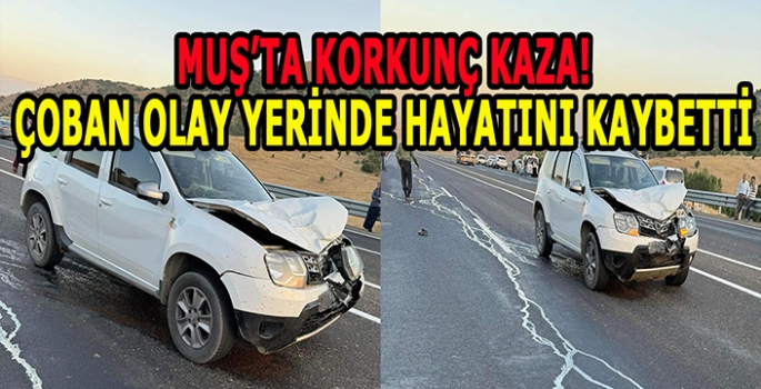 Muş’ta korkunç trafik kazası: Çoban olay yerinde hayatını kaybetti!