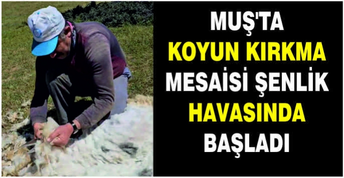 Muş’ta koyun kırkma mesaisi şenlik havasında başladı