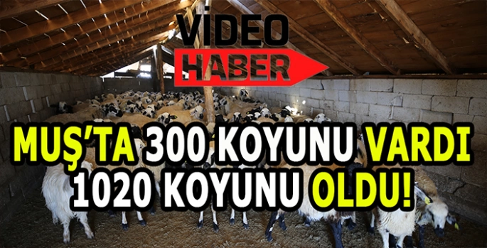 Muş’ta koyun sayısını 300'den 1020'ye çıkardı: Kocaman bir sürü oldu!