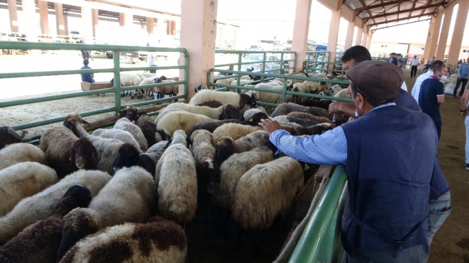 Muş'ta kurban kesimlerine sıkı denetim 