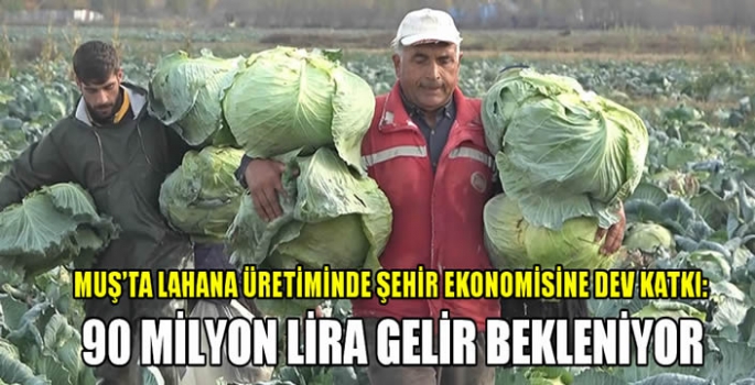 Muş’ta lahana üretiminde şehir ekonomisine dev katkı: 90 milyon lira gelir bekleniyor