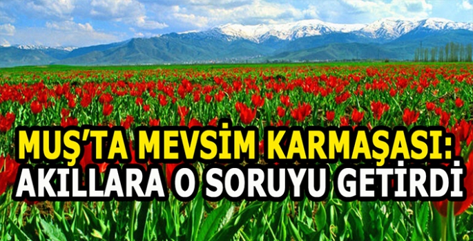 Muş’ta mevsim karmaşası: Yaz ayı baharı geride mi bıraktı?