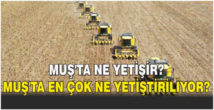 Muş’ta ne yetişir? Muş’ta en çok ne yetiştiriliyor?