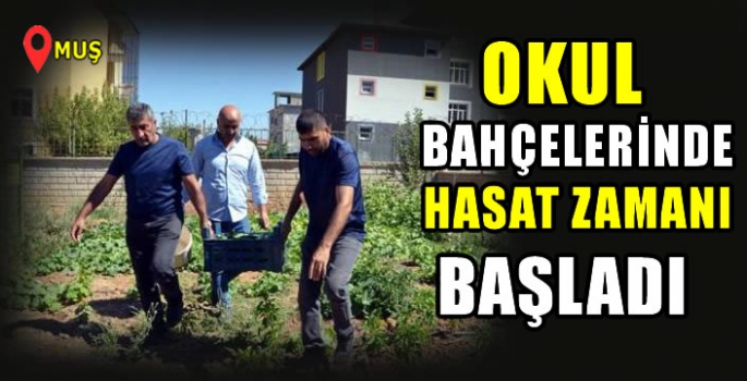 Muş'ta öğretmenler okul bahçesinde yetiştirdikleri sebzelerin hasadını yaptı