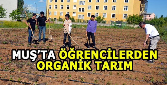 Muş'ta organik tarım: Bostana dönüştürdükleri alana sebze ve meyve tohumları ekti