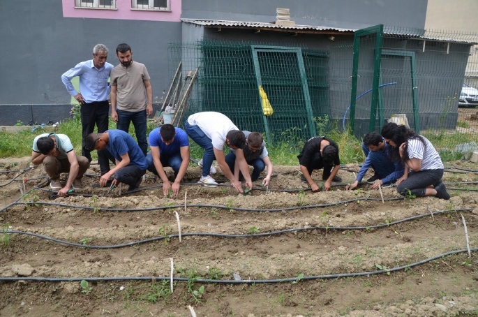 Okulun bahçesindeki boş alanı bostana dönüştürdüler