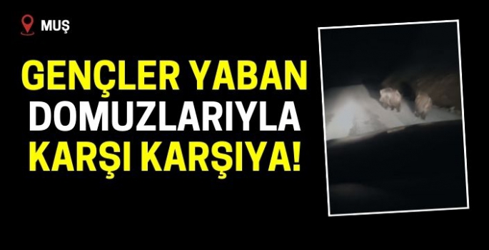 Muş'ta şaşırtıcı karşılaşma: Gençler yaban domuzlarını yakaladı!