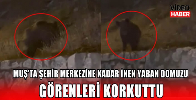 Muş’ta şehir merkezine kadar inen yaban domuzu görenleri korkuttu