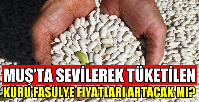 Muş’ta sevilerek tüketilen kuru fasülye fiyatları artacak mı? Şiddetli yağışlar çiftçinin belini büktü!