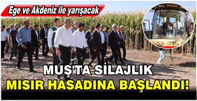 Muş’ta silajlık mısır hasadına başlandı! Ege ve Akdeniz ile yarışacak