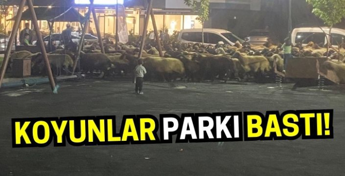 Muş’ta sürpriz misafirler: Koyunlar parkı bastı!