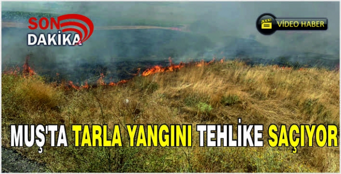 Muş'ta tarla yangını tehlike saçıyor