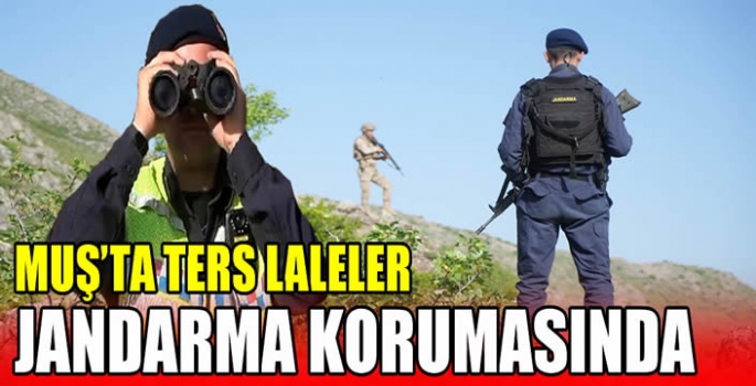 Muş’ta ters laleler jandarma korumasında