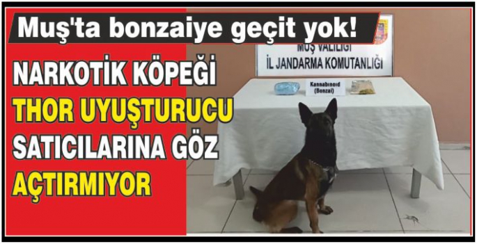 Muş’ta uyuşturucu operasyonu! 71 gram bonzai ele geçirildi