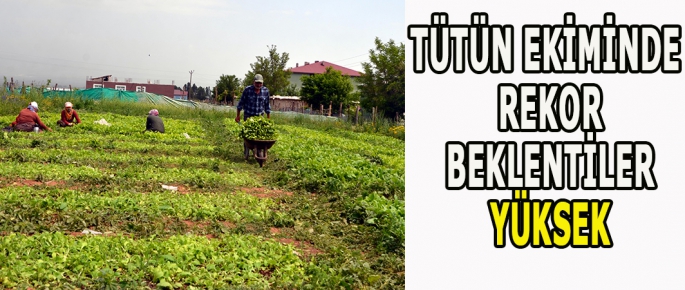 Muş'ta verimi duyan çiftçi tütüne yöneliyor! 5 bin dönüm arazide hasılat rekoru bekleniyor