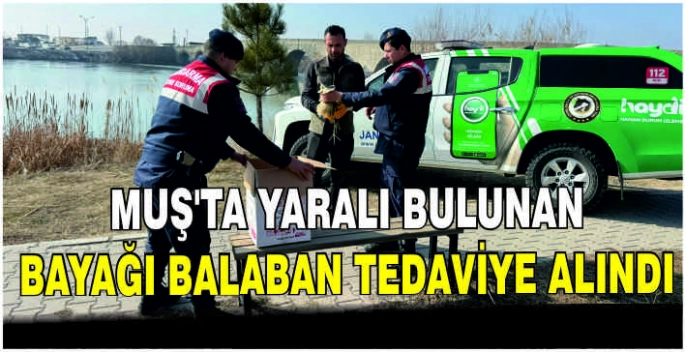 Muş'ta yaralı bulunan bayağı balaban tedaviye alındı