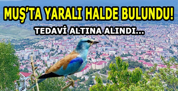 Muş'ta yaralı halde bulundu! Tedavi altına alındı