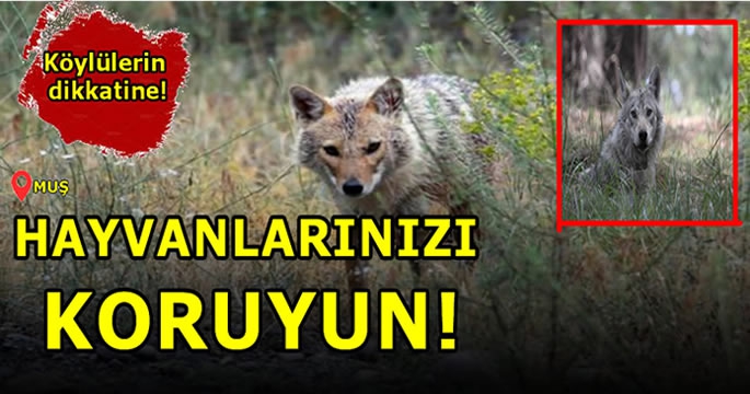 Muş’ta yaşayanlar dikkat! Aç kurtlar hayvan sürülerini hedef alıyor