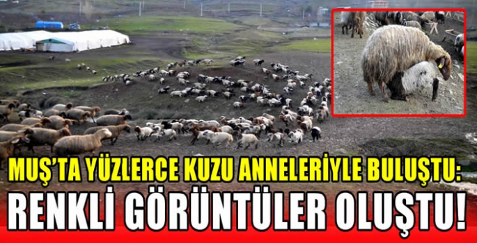 Muş’ta yüzlerce kuzu anneleriyle buluştu: Renkli görüntüler oluştu!