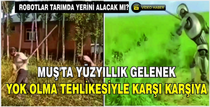 Muş’ta yüzyıllık gelenek yok olma tehlikesiyle karşı karşıya: Robotlar tarımda yerini alacak mı?