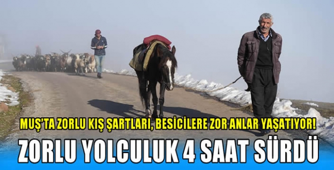 Muş'ta zorlu kış şartları, besicilere zor anlar yaşatıyor! Zorlu yolculuk 4 saat sürdü...