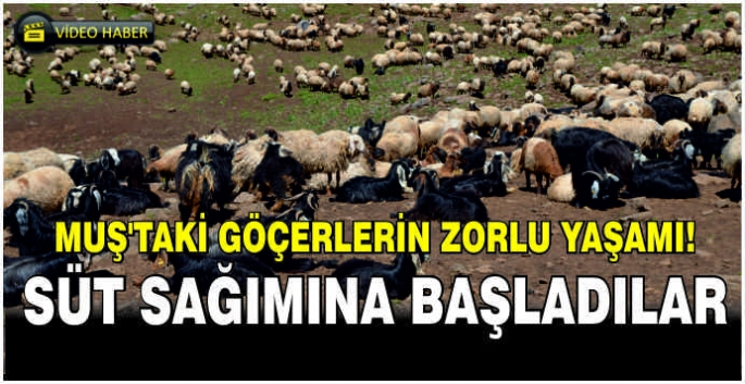  Muş'taki göçerlerin zorlu yaşamı! Süt sağımına başladılar