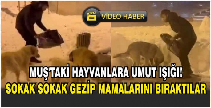 Muş’taki hayvanlara umut ışığı! Sokak sokak gezip mamalarını bıraktılar