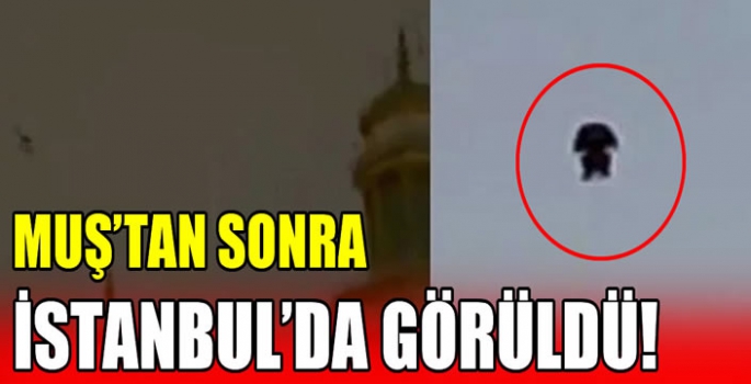 Muş’tan sonra İstanbul’da görüldü! 