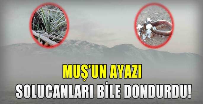 Muş’un ayazı solucanları bile dondurdu!