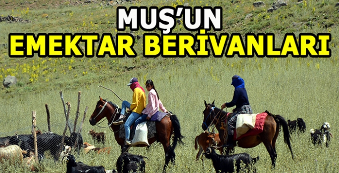 Muş’un emektar Berivanları: Sabahın ilk ışıklarıyla çalışamaya başlıyorlar