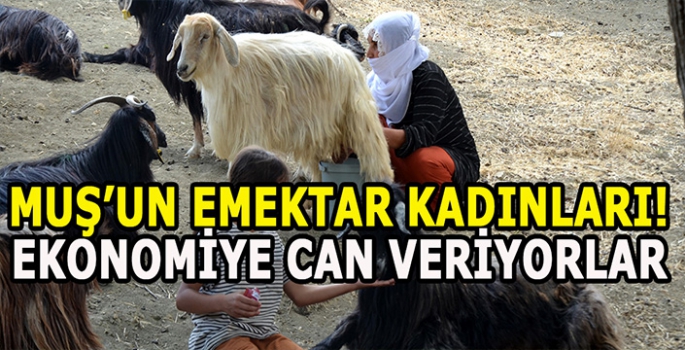 Muş’un emektar kadınlarının mesaisi devam ediyor: Yaylada ekonomiye can veriyorlar