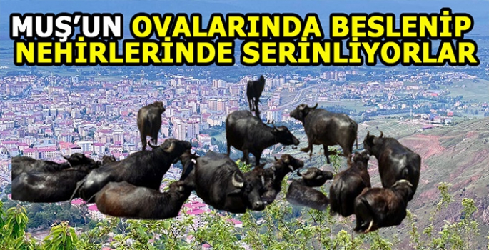 Muş'un ovalarında beslenip nehirlerinde serinliyorlar: Asırlardır devam ediyor