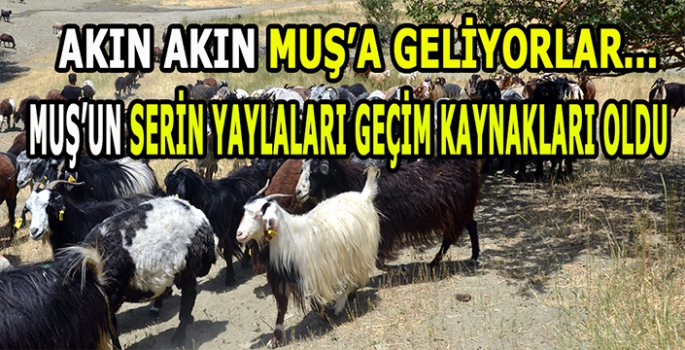 Muş’un serin yaylaları geçim kaynakları oldu: Akın akın Muş’a geliyorlar