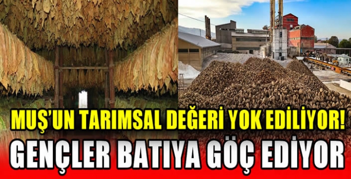 Muş’un tarımsal değeri yok ediliyor! Gençler batıya göç ediyor…