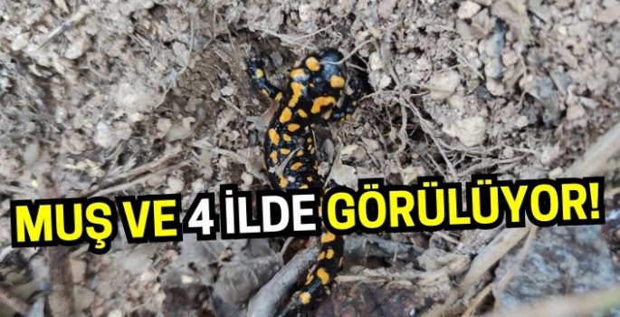 Muş ve 4 ilde görülüyor! Semenderler bu kez komşuda görüldü