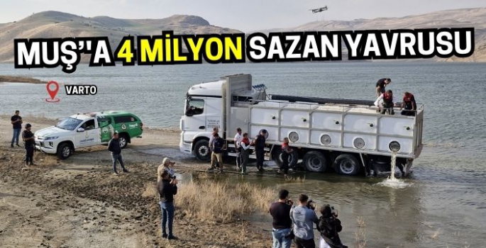 Muş ve ilçelerine 4 milyon sazan yavrusu: Varto’da ekosistem canlandı!