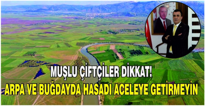 Muşlu çiftçiler dikkat! Arpa ve buğdayda hasadı aceleye getirmeyin