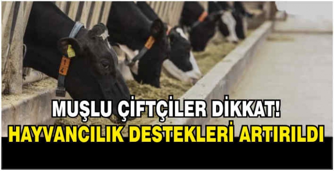 Muşlu çiftçiler dikkat! Hayvancılık destekleri artırıldı