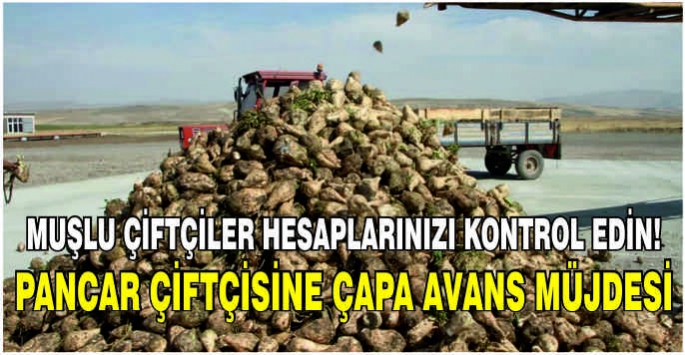 Muşlu çiftçiler hesaplarınızı kontrol edin! Pancar çiftçisine çapa avans müjdesi