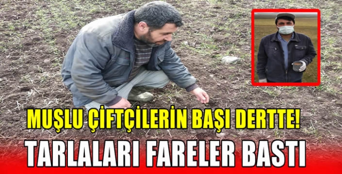 Muşlu çiftçilerin başı dertte! Tarlaları fare bastı…