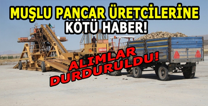 Muşlu Pancar üreticilerine kötü haber: Pancar alımı durdu!