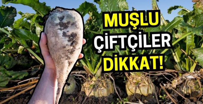 Muşlu şeker pancarı üreticileri dikkat! Kota belli oldu