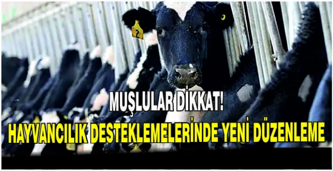 Muşlular dikkat!  Hayvancılık desteklemelerinde yeni düzenleme